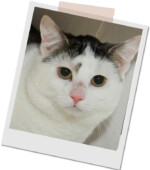 schwarz-weißer Kater Sammy