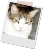 grau-weißer Kater