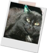 schwarzer Kater Blacky