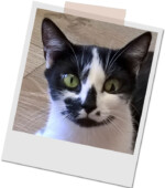 schwarz-weiße Katze Miezi