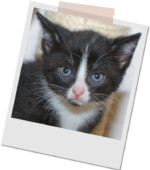 schwarz-weiße Katze Bonny
