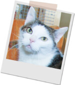 weiß-grau getigerter Kater Kalli