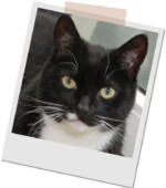schwarz-weißer Kater Moritz