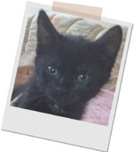 2264216964