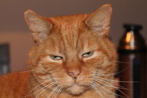 IMG 0014 Scaled 300x200