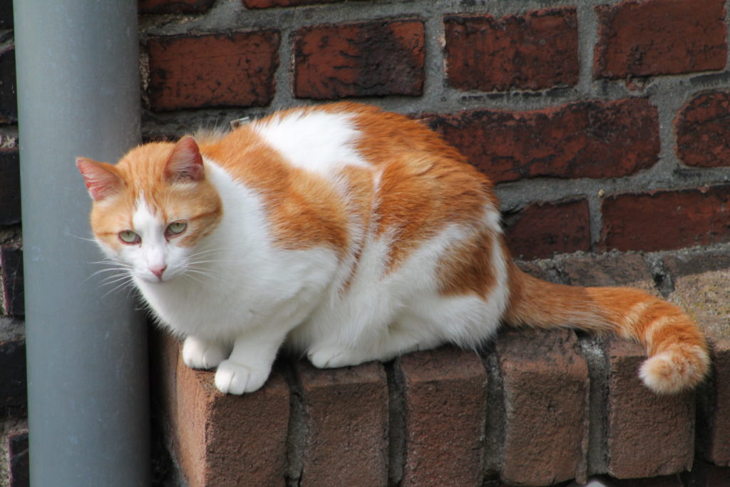 IMG 0279 1 Scaled 1024x683