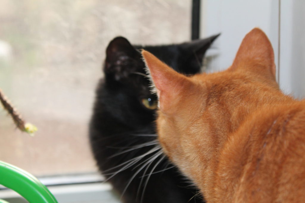 IMG 4027 Scaled 1024x683