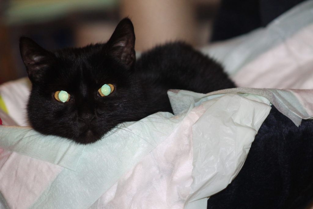 IMG 4207 Scaled 1024x683