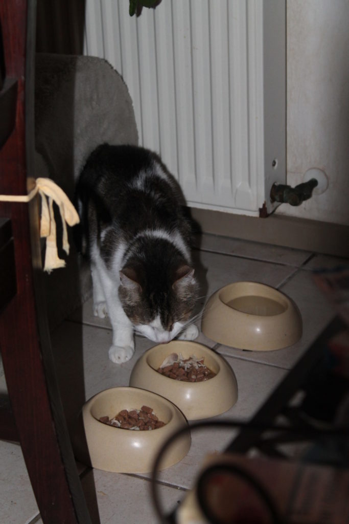 Simon erkundet die Fressnäpfe im neuen Zuhause