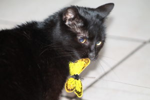 IMG 3521 Scaled 300x200