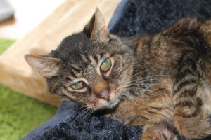 IMG 5225 Scaled 300x200