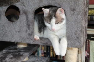 IMG 5243 Scaled 300x200