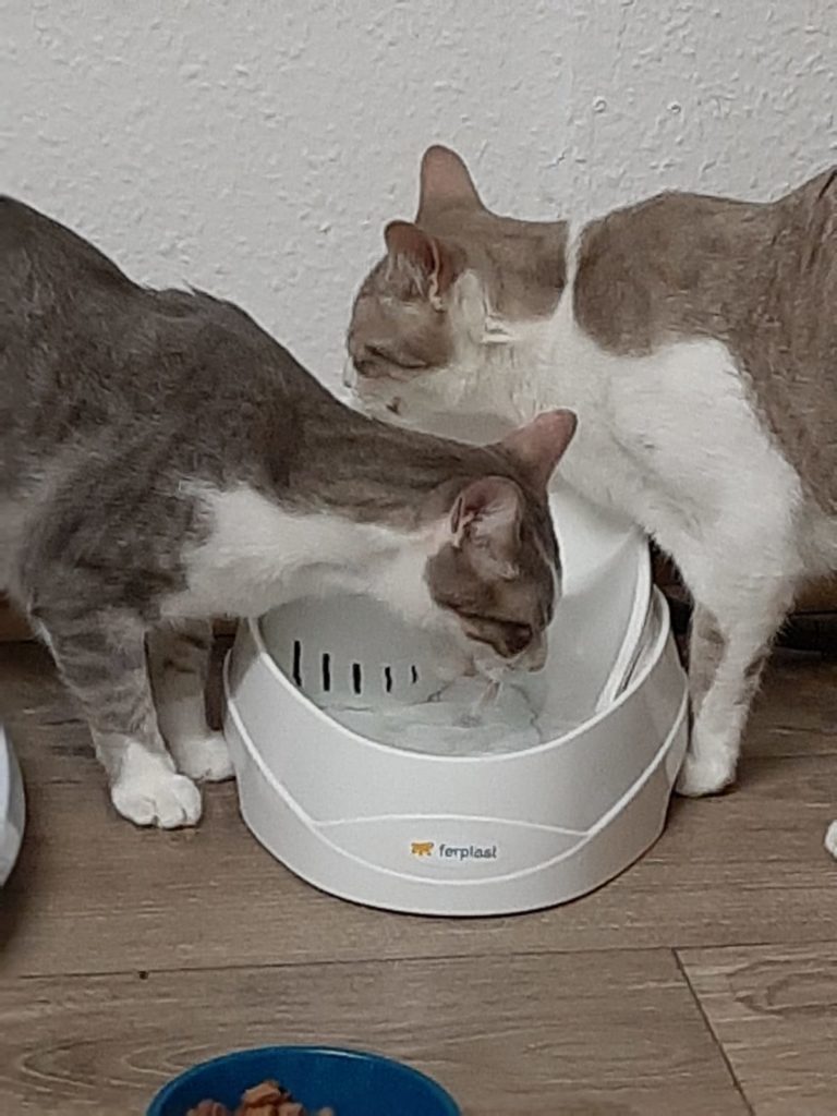 Spanier Trinkbrunnen 768x1024